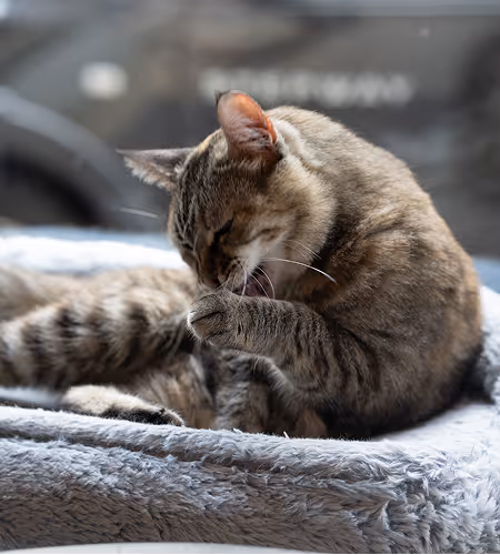 Katze
