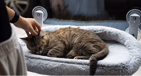 Katze wird gestreichelt
